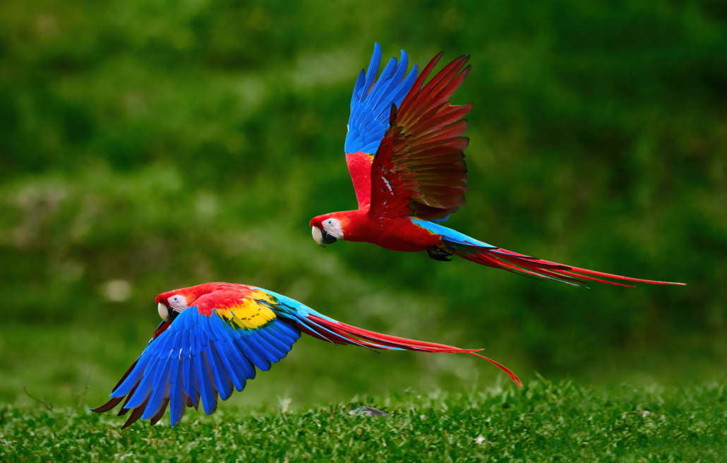 Two,Scarlet,Macaw,Parrots,,Flying,Just,Above,The,Ground.,Bright
